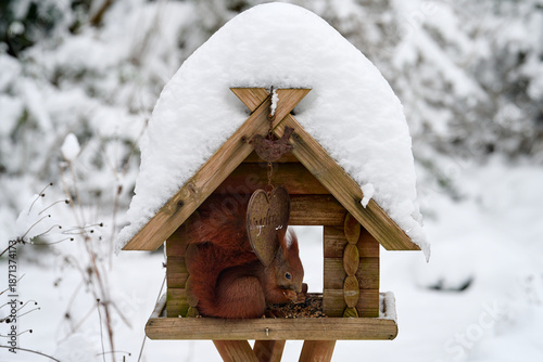 Tableau sur toile Eichhörnchen frist Vogelfutter im Futterhäuschen