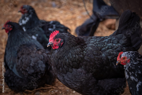 Australorp