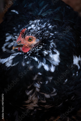 Mottled Cochin Bantam