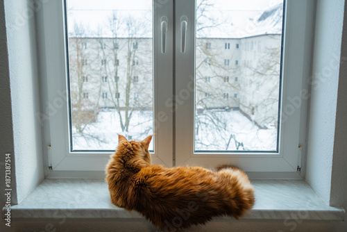 Foto Warm Ginger Maine Coon Cat Looking Out the Window at Winter