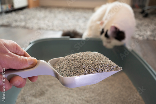 Changing Cat Litter in Litter Box with Cat Nearby