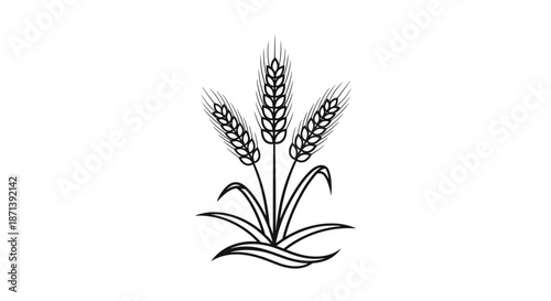 Elegant black and white line art illustration of three wheat stalks with fine details on a plain white background perfect for agricultural motifs.