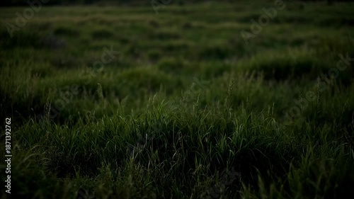 Calm Short Grass Background At Dusk With Soft Evening Light