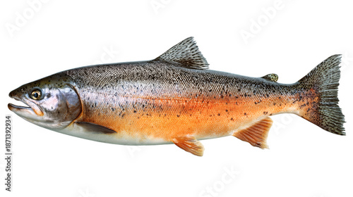 Salmon fish isolated on a white background