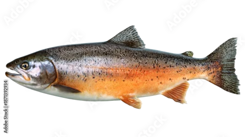 Obraz  z motywem Salmon fish isolated on a white background