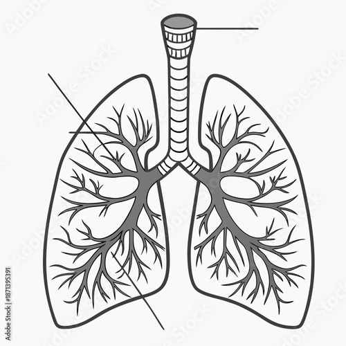 Human respiratory system anatomy diagram with trachea and bronchial tubes, medical education