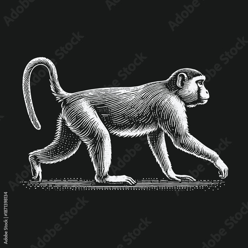 Vintage Monkey Illustration: A Detailed Engraving of a Primate in Motion.
