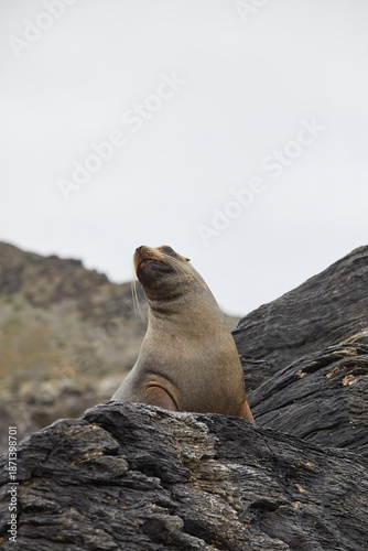 Sea lion on a rocky island in Choros, Chile.