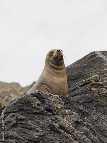 Sea lion on a rocky island in Choros, Chile.