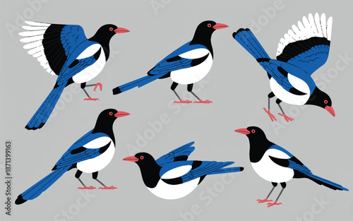 Six magpies in different poses on gray background