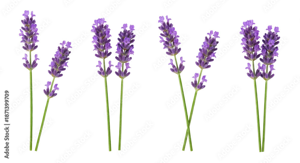 Obraz premium Lavender Sprigs Isolated on White Background