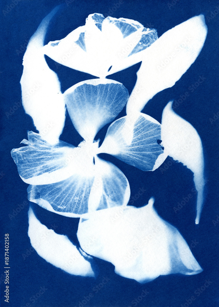 Fototapeta premium Blue cyanotype of flowers. A Sun Print. Silhouettes of flower petals on a blue background. Plant illustration. Alternative photography.