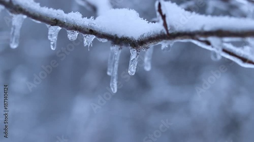 Ice on tree branches close-up. Frozen forest. Winter. Branches of a frozen tree. Nature in winter. Cold weather. Seasonality in nature. Frost. Selective focus. Vegetation in winter
