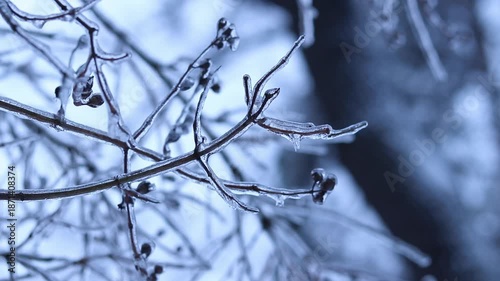 Ice on tree branches close-up. Frozen forest. Winter. Branches of a frozen tree. Nature in winter. Cold weather. Seasonality in nature. Frost. Selective focus. Vegetation in winter