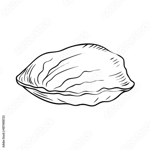 Detailed clam shell sketch, hand drawn outline illustration on white background. Ocean clam shell sketch, marine mollusk artwork. Highly detailed engraving drawing clam shell sketch for seafood menus.