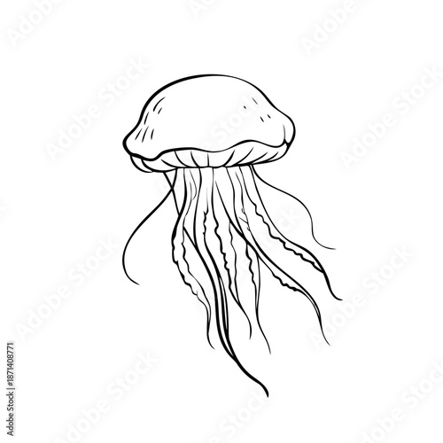 Jellyfish drawing showcasing graceful marine animal with flowing tentacles on white backdrop. Detailed jellyfish drawing captures delicate aquatic life.