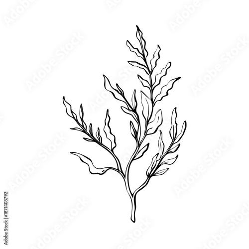 Kelp plant sketch, delicate leaves, branching stem. Highly detailed engraving drawing, marine flora, botanical kelp plant sketch. Natural history illustration, organic design, conceptual kelp art.
