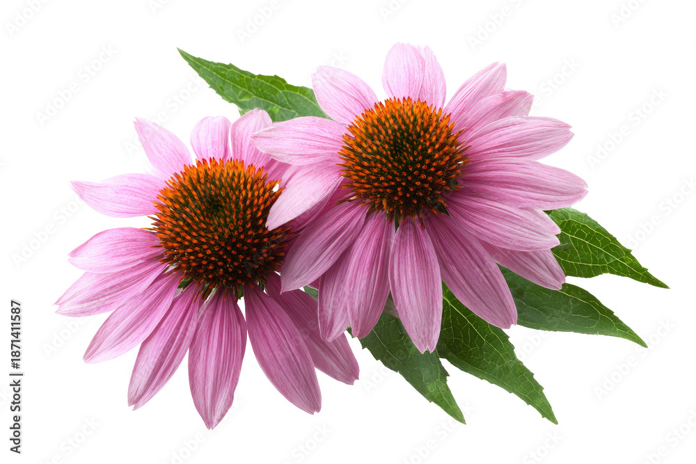 Fototapeta premium Close-up of three pink coneflowers with green leaves