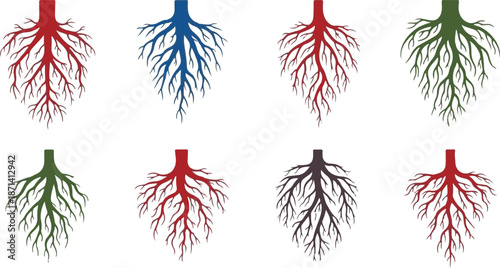 Anatomical illustrations of bronchial tree structures in different colors