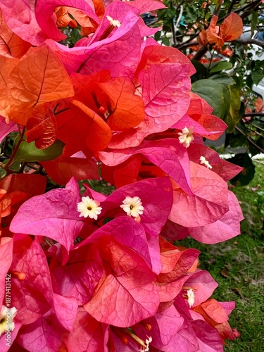 Pink bougainvillea flowers close-up