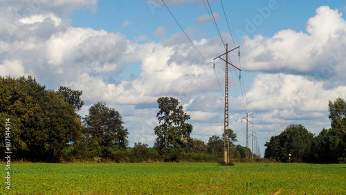 Wallpaper Mural Forêt des Landes de Gascogne, au printemps Torontodigital.ca