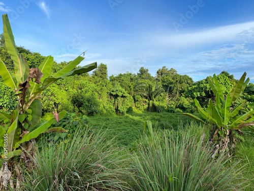 Green banana plantation in tropical area