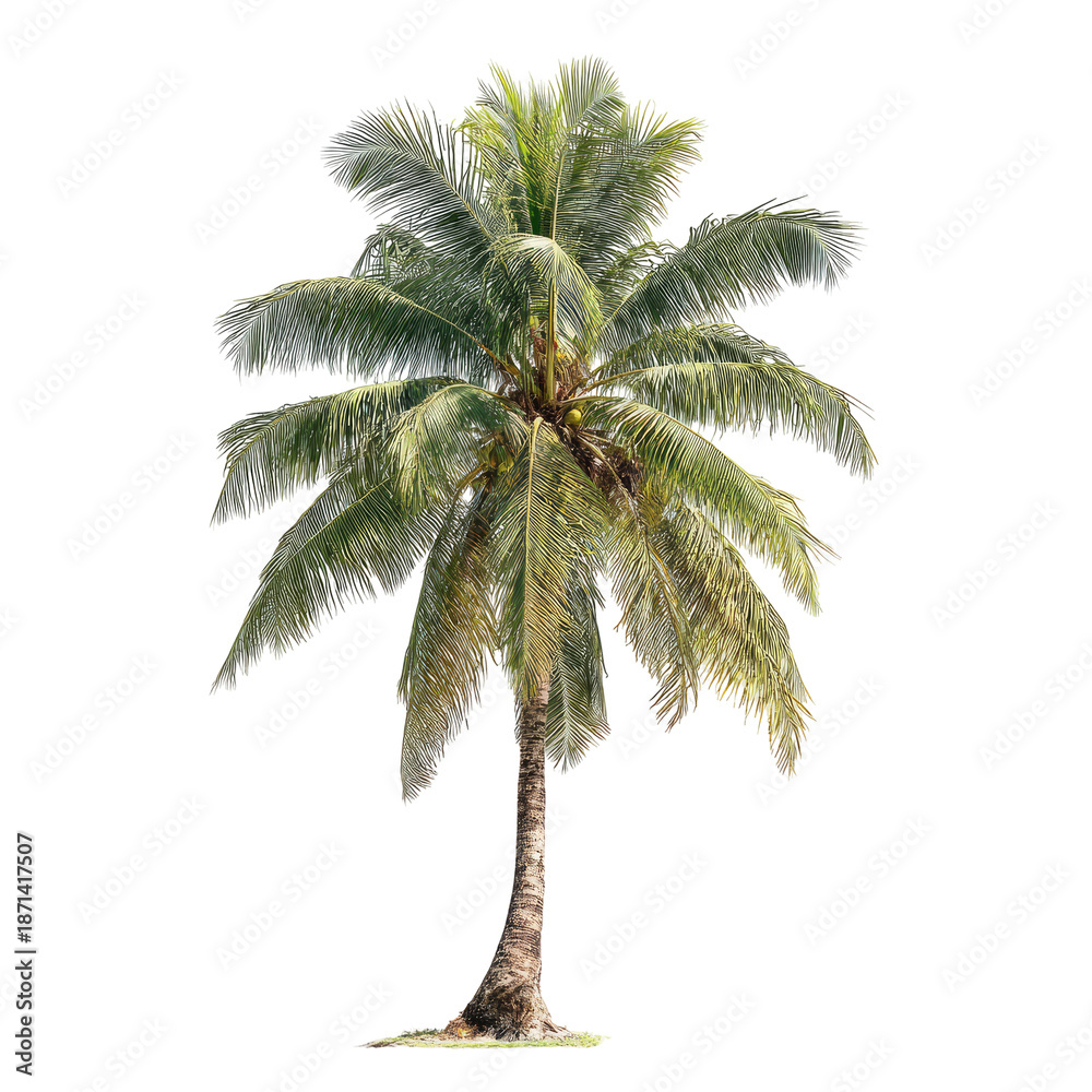 Obraz premium Isolated coconut palm tree, vibrant green foliage, slender trunk