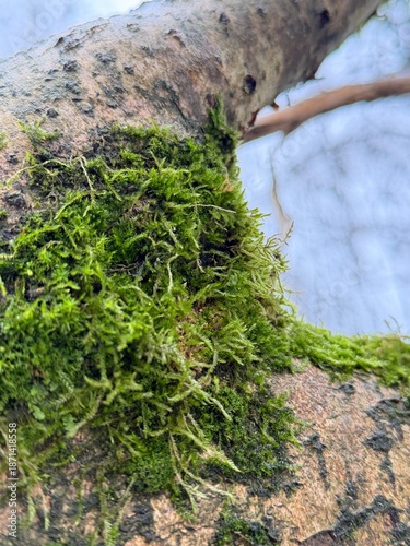 moss on the tree, sky in the background