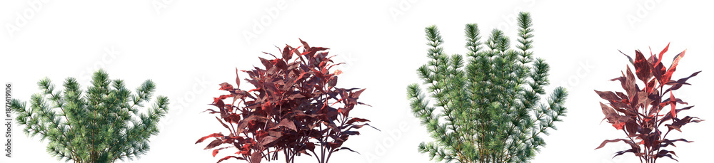 Naklejka premium Set of Hydrotriche hottoniiflora and Alternanthera reineckii (known as water hedge) frontal aquatic plants isolated png on a transparent background perfectly cutout high resolution