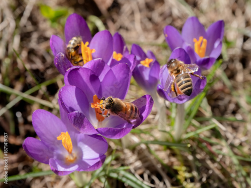 Bienen auf lila Krokussen
