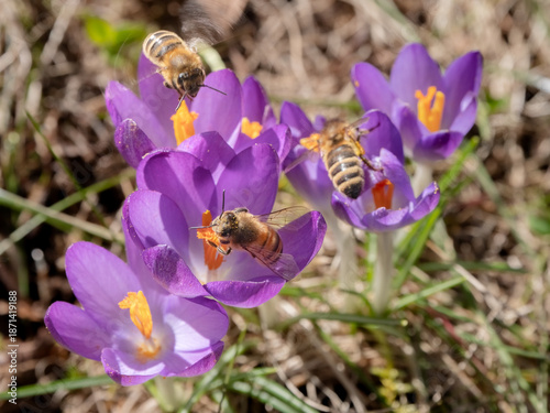 Bienen sammeln Pollen auf lila Krokussen