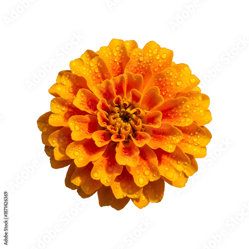 Billede på lærred Close-up of a vibrant orange zinnia flower covered in water droplets