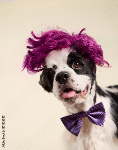 A humorous portrait with the dog wearing a purple wig and bow tie. The beige background gives a neutral tone to the costume.