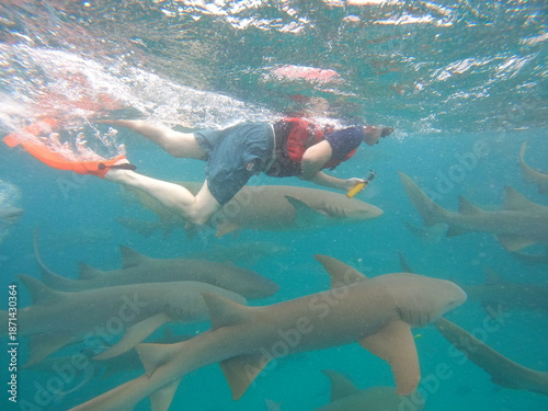 Tableau sur toile Snorkeling with nurse sharks in crystal clear waters of Vaavu Atoll, Maldives, p
