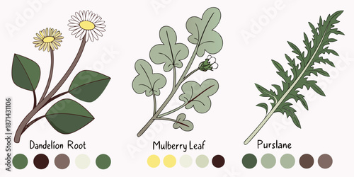 Botanical illustration featuring simplified drawings of dandelion root, mulberry leaf, and purslane along with their respective color palettes for artists and designers