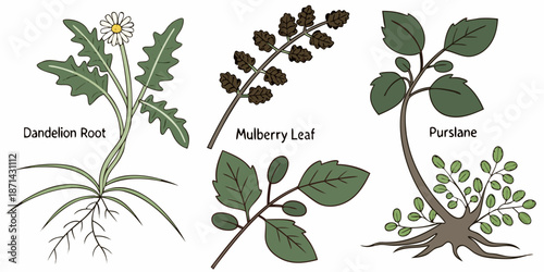 Collection of hand drawn edible wild plants featuring dandelion root mulberry leaf and purslane illustration for botanical study