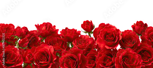 Close-up of many vibrant red roses