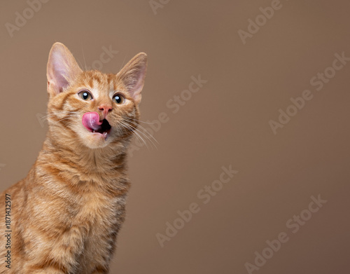hungry ginger kitten expecting pet food, sticking out tongue licking mouth