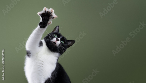 playful green eyed tuxedo cat with one paw up in the air, studio shot on green background with blank copy space right of the cat