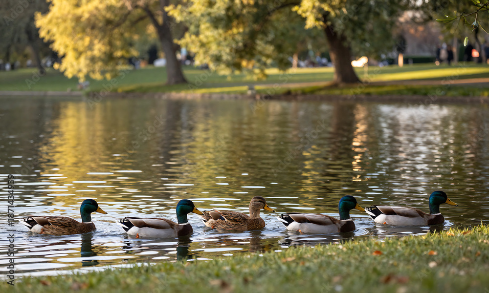 Fototapeta premium group ducks swim peacefully near water edge scan calm surface illuminated soft golden sunlight filtering