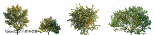 Photos Set of Berberis darwinii and Clerodendrum trichotomum blossoming frontal street