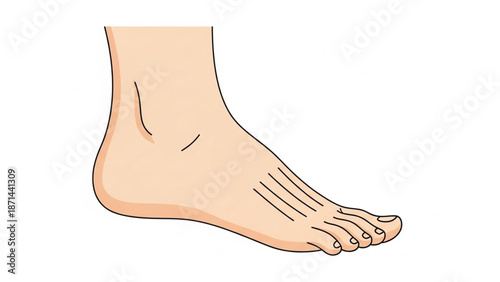 foot in vector form