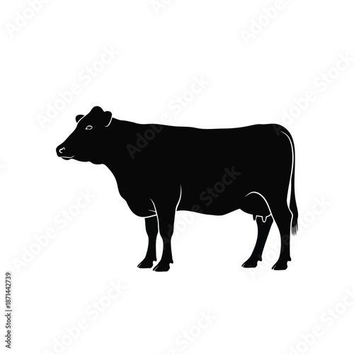 A black cow standing in a farm yard viewed from the side