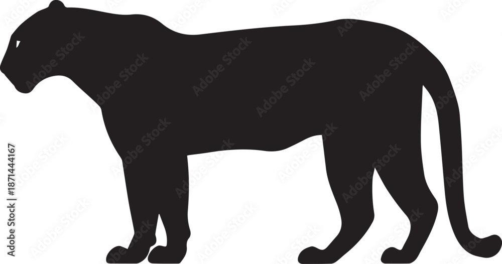 Obraz premium Beautiful tiger on a white background