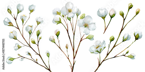 White dogwood blossoms on branches, floral watercolor illustration