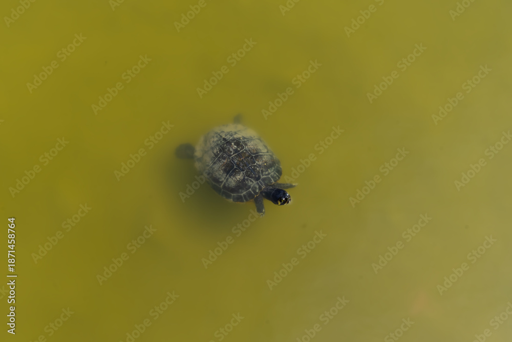 Obraz premium Small baby turtle swimming alone in murky green pond water overhead top view of a pond slider in natural habitat