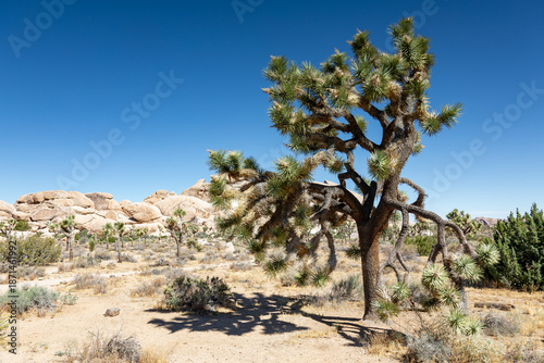 Joshua tree at Joshua tree national park