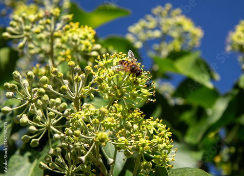 Honey bee on ivy flowers in autumn