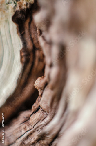 Wavy wood structure in sandy tones