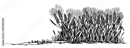 Vector drawing. Old wheat field